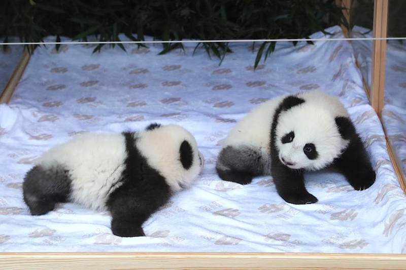 Panda pacha vichanga Meng Hao (kushoto) na Meng Tian wakionekana kwenye Bustani ya Wanyama ya Berlin mjini Berlin, Ujerumani, Desemba 6, 2024. (Xinhua/Du Zheyu)