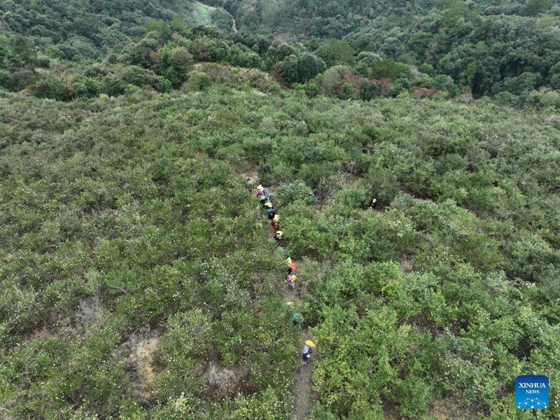 Matunda ya camellia oleifera yaingia msimu wa mavuno katika Wilaya ya Yongtai, Fujian, China