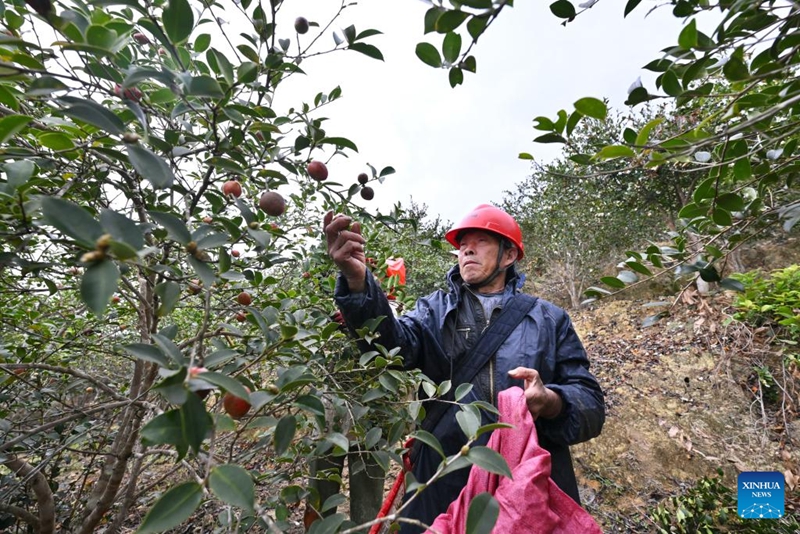 Matunda ya camellia oleifera yaingia msimu wa mavuno katika Wilaya ya Yongtai, Fujian, China