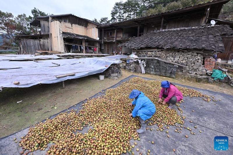 Matunda ya camellia oleifera yaingia msimu wa mavuno katika Wilaya ya Yongtai, Fujian, China