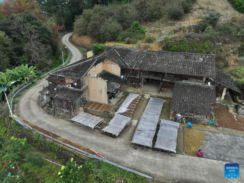 Matunda ya camellia oleifera yaingia msimu wa mavuno katika Wilaya ya Yongtai, Fujian, China