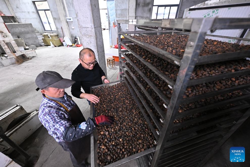 Matunda ya camellia oleifera yaingia msimu wa mavuno katika Wilaya ya Yongtai, Fujian, China