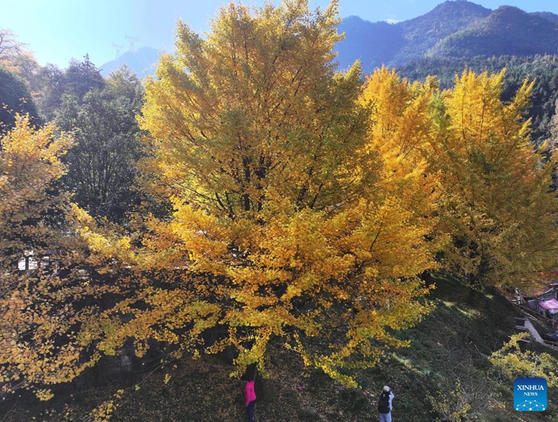 Miti ya ginkgo ya rangi ya dhahabu yavutia watalii katika Mkoa wa Henan wa China