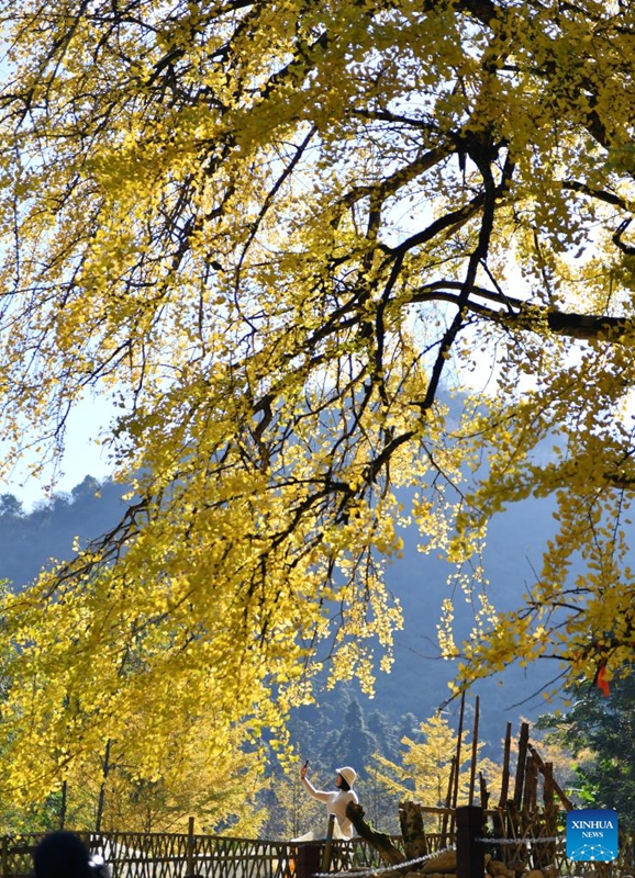 Miti ya ginkgo ya rangi ya dhahabu yavutia watalii katika Mkoa wa Henan wa China