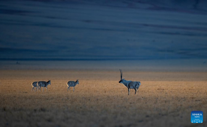 Swala wa Tibet wa Xizang, China waingia kwenye msimu wa kuzaliana
