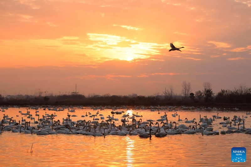 Ndege wa kuhamahama waonekana katika Ziwa Donggu mkoani Hunan, katikati mwa China