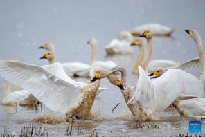 Ndege wa kuhamahama waonekana katika Ziwa Donggu mkoani Hunan, katikati mwa China