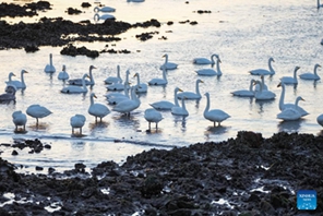 Bata maji wa kuhamahama zaidi ya 6,000 wawasili kwa wingi Rongcheng, China kufurahia majira ya baridi