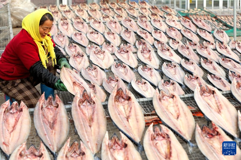 Wavuvi wakianika samaki katika Mtaa wa Aoshanwei, Eneo la Jimo la Qingdao, mkoani Shandong, China, Januari 6, 2026. (Picha na Liang Xiaopeng/Xinhua)