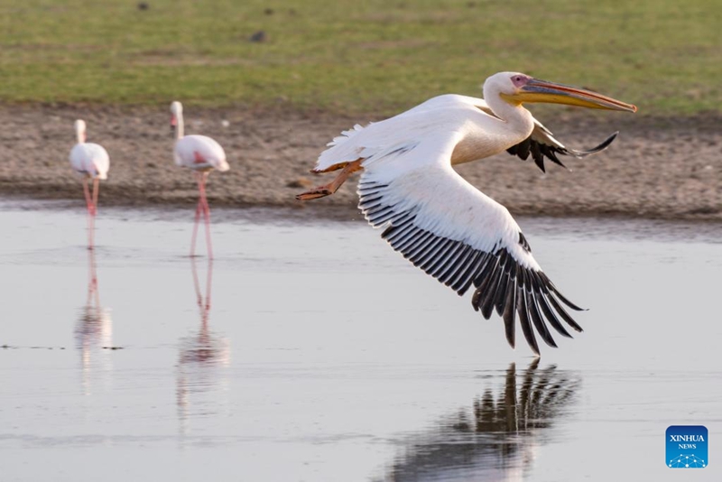 Wanyamapori wakiwa kwenye Hifadhi ya Taifa ya Amboseli ya Kenya