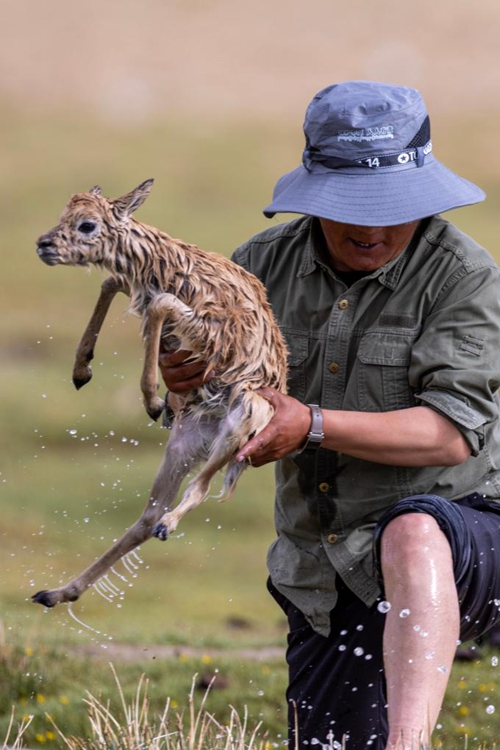 Ciwang, Mlinzi wa wanyamapori, anamwokoa mtoto swala wa Kitibet aliyesombwa na mawimbi ya kasi ya maji katika Mkoa unaojiendesha wa Xizang, Julai 14, 2025. (Xinhua)