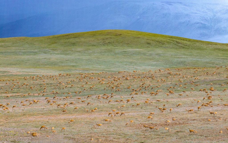 Alikimbia kwa kasi kumwokoa mtoto swala wa Tibet aliyeanguka majini