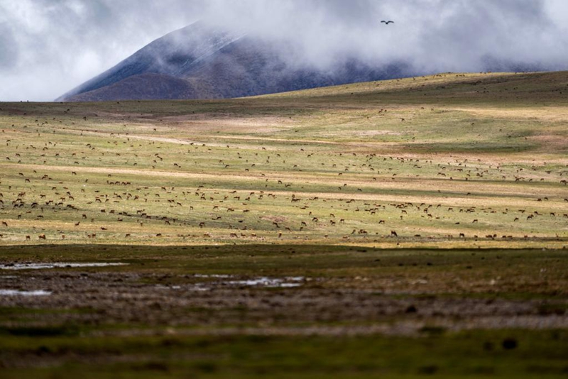 Alikimbia kwa kasi kumwokoa mtoto swala wa Tibet aliyeanguka majini