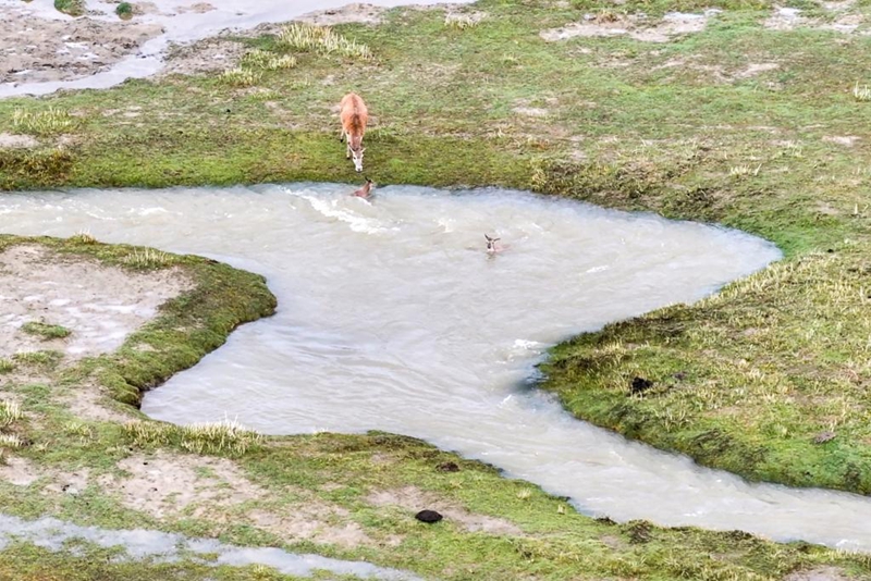 Alikimbia kwa kasi kumwokoa mtoto swala wa Tibet aliyeanguka majini
