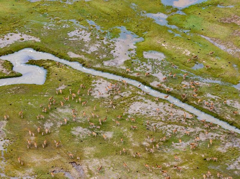 Alikimbia kwa kasi kumwokoa mtoto swala wa Tibet aliyeanguka majini