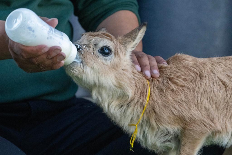 Alikimbia kwa kasi kumwokoa mtoto swala wa Tibet aliyeanguka majini