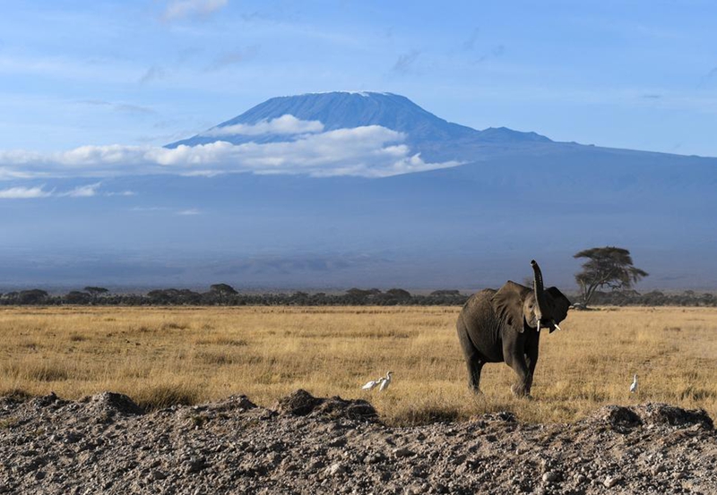 Tembo wakionekana kwenye Hifadhi ya Taifa ya Amboseli nchini Kenya, Januari 8, 2026. (Xinhua/Xie Jianfei)