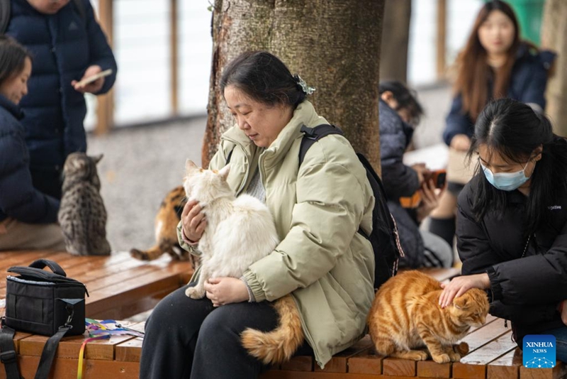 Eneo wazi lisilotumika labadilishwa kuwa bustani maalum ya paka vipenzi wa binadamu katika Mji wa Chongqing
