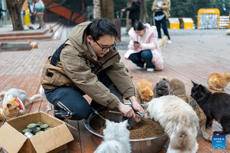 Eneo wazi lisilotumika labadilishwa kuwa bustani maalum ya paka vipenzi wa binadamu katika Mji wa Chongqing