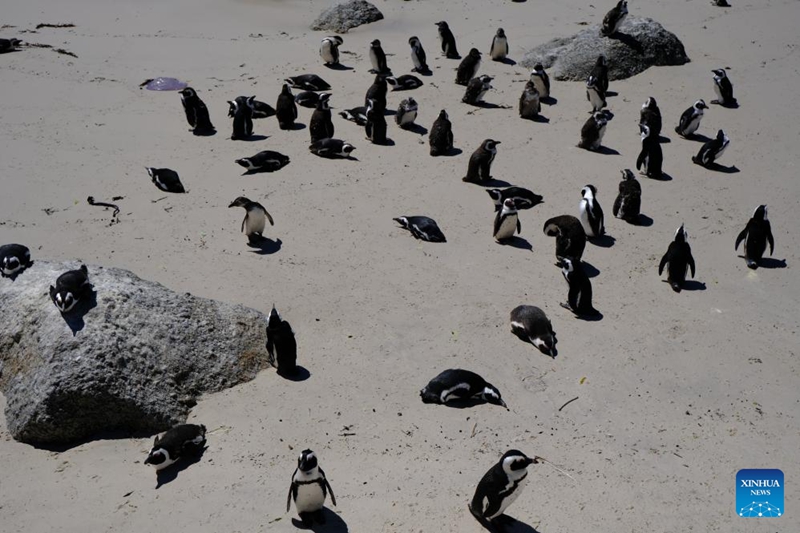 Pengwini wa Afrika wakionekana ufukweni huko Simon, Cape Town, Afrika Kusini, Januari 24, 2026. (Xinhua/Deng Bingxue)