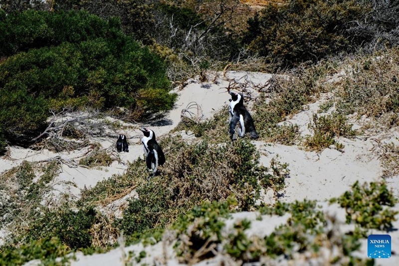 Pengwini wa Afrika wakionekana ufukweni huko Simon, Cape Town, Afrika Kusini, Januari 24, 2026. (Xinhua/Deng Bingxue)