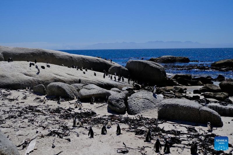 Pengwini wa Afrika wakionekana ufukweni huko Simon, Cape Town, Afrika Kusini, Januari 24, 2026. (Xinhua/Deng Bingxue)