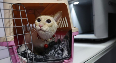 China yapanua huduma za kusafirisha wanyama vipenzi kwa reli ya mwendo-kasi kwa pilika za usafiri wa Sikukuu ya Mwaka Mpya wa Jadi