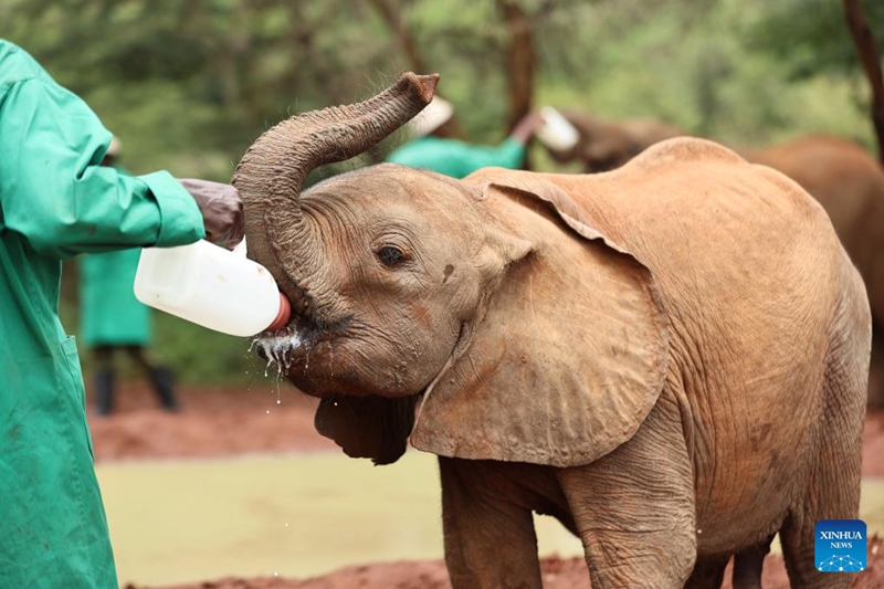 Habari picha: Kituo cha Tembo Yatima jijini Nairobi, Kenya