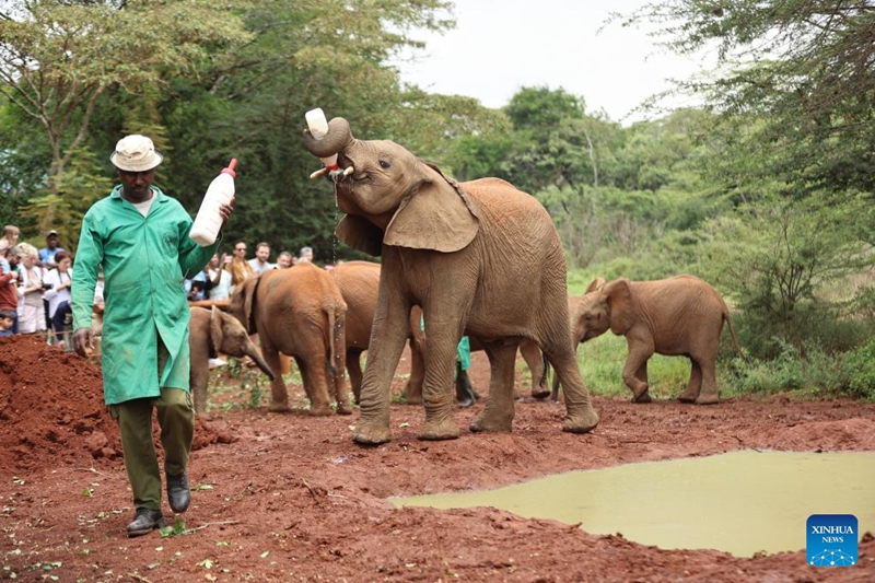 Habari picha: Kituo cha Tembo Yatima jijini Nairobi, Kenya