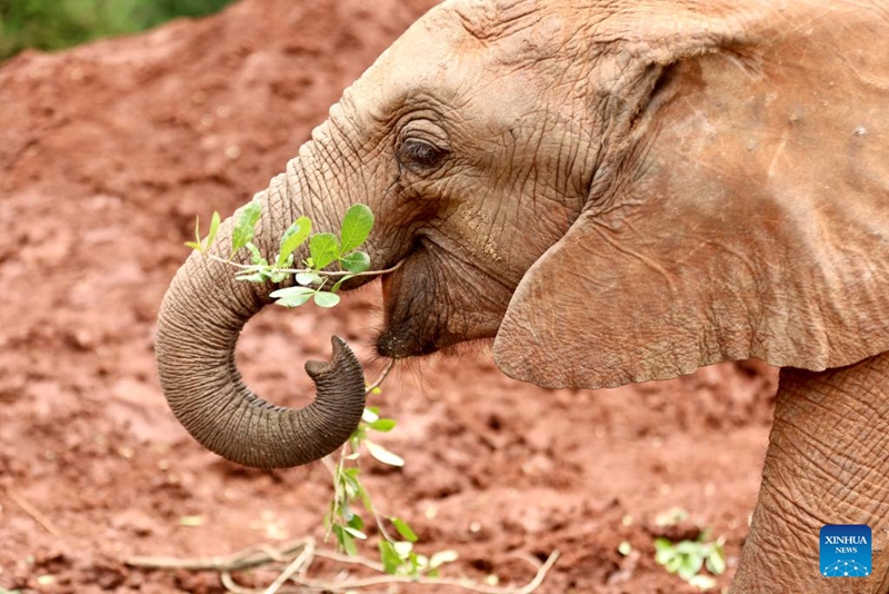 Habari picha: Kituo cha Tembo Yatima jijini Nairobi, Kenya
