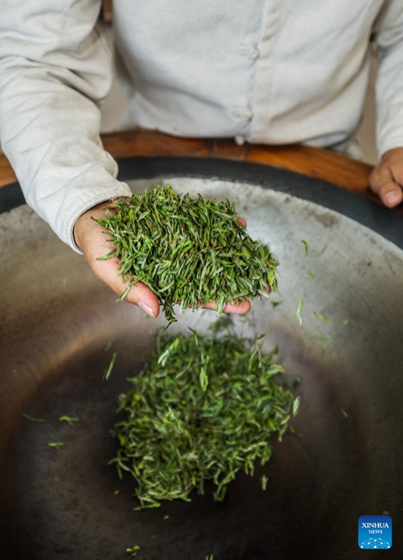 Bustani za chai katika Wilaya ya Wuyi, China zaingia kwenye msimu wa mavuno