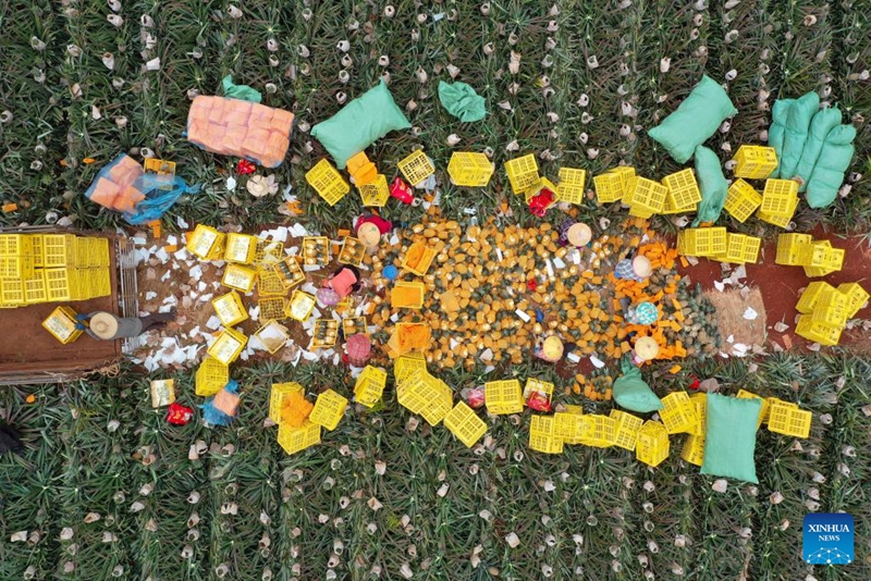 Wakulima wafungasha Nanasi katika Mji wa Haikou, China