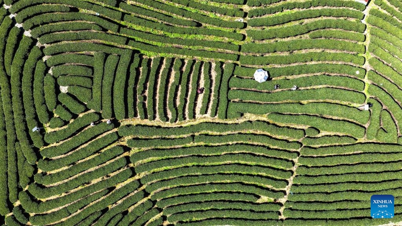 Msimu wa kuchuma chai wa majira ya mchipuko waanza mkoani Guangxi, China