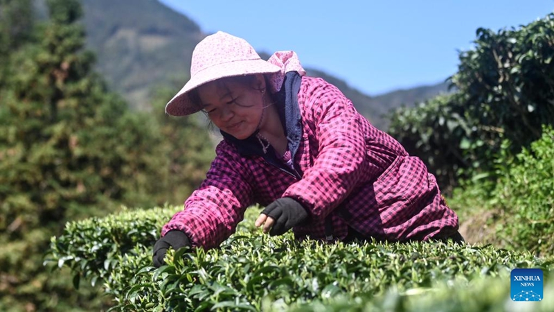 Msimu wa kuchuma chai wa majira ya mchipuko waanza mkoani Guangxi, China