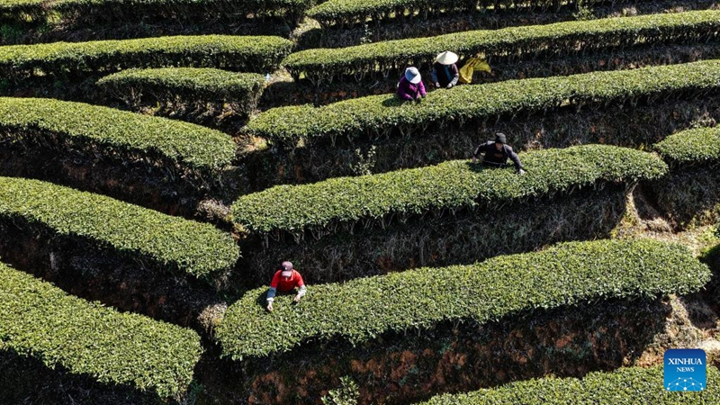 Msimu wa kuchuma chai wa majira ya mchipuko waanza mkoani Guangxi, China