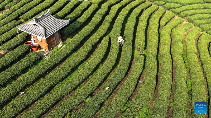 Msimu wa kuchuma chai wa majira ya mchipuko waanza mkoani Guangxi, China