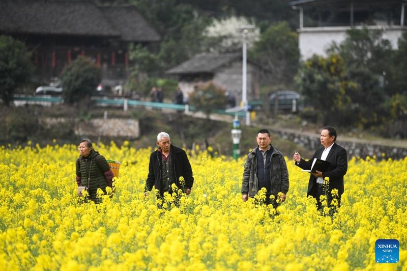 Fundi wa kilimo Mchina Yang Xiugang (wa kwanza, kulia) akichunguza athari za tabianchi ya eneo husika kwenye mazao mashambani katika Kijiji cha Zhouping cha Wilaya ya Cengong, Mkoa wa Guizhou, kusini magharibi mwa China, Machi 10, 2026. (Xinhua/Yang Wenbin)