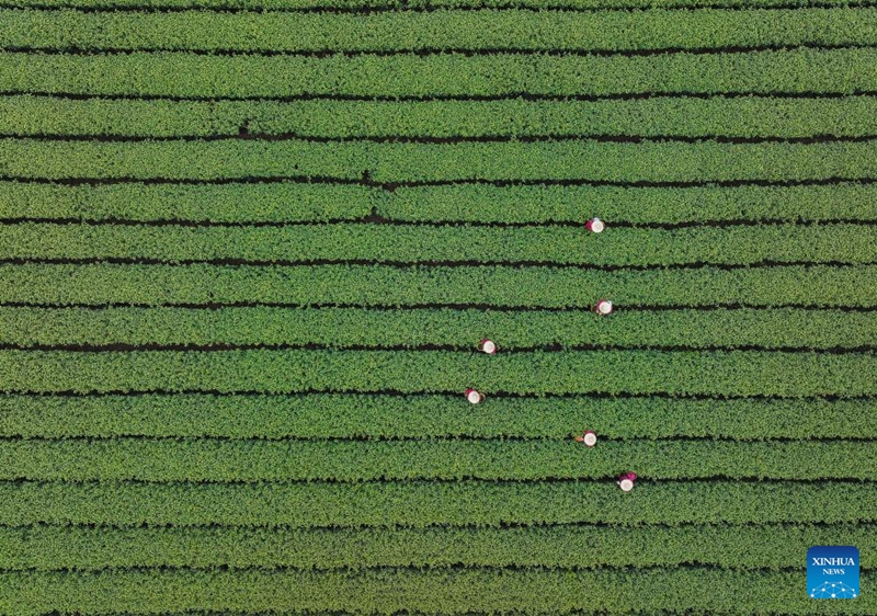 Wakulima wa chai wavuna chai ya Longjing ya Ziwa Xihu ya Hangzhou, China