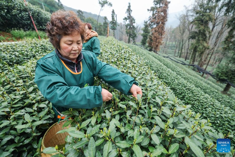Wakulima wa chai wavuna chai ya Longjing ya Ziwa Xihu ya Hangzhou, China