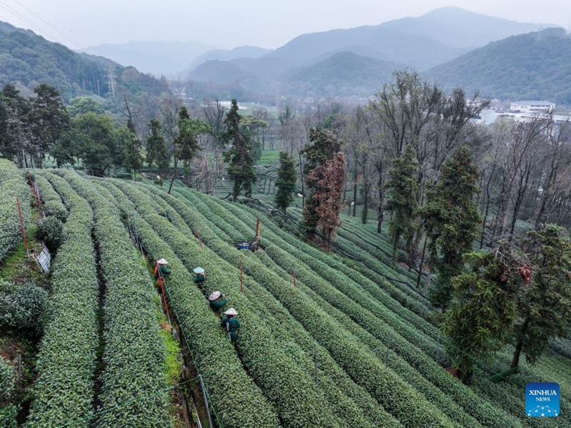 Wakulima wa chai wavuna chai ya Longjing ya Ziwa Xihu ya Hangzhou, China