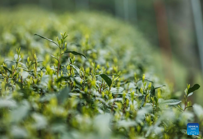 Wakulima wa chai wavuna chai ya Longjing ya Ziwa Xihu ya Hangzhou, China