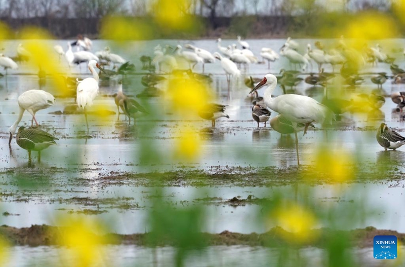 Ushirikiano wa China na Afrika wahimiza ukuaji endelevu katika eneo la Ziwa Victoria
