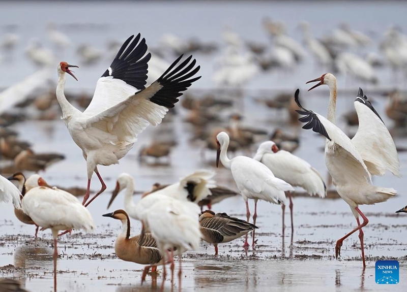 Ushirikiano wa China na Afrika wahimiza ukuaji endelevu katika eneo la Ziwa Victoria