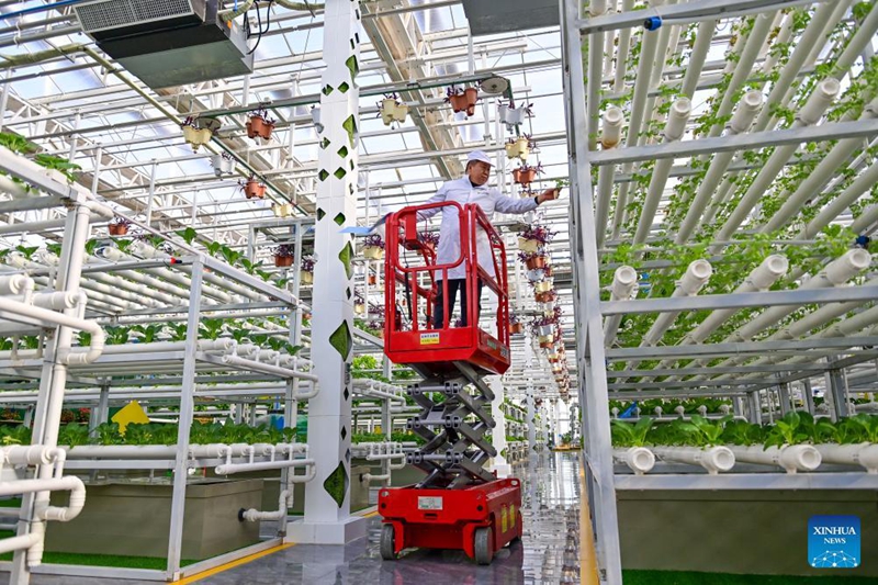 Mwanasayansi mwandamizi wa kilimo Yan Ji akikagua ukuaji wa mboga za majani kwenye kituo cha sayansi na teknolojia za siku za baadaye za kilimo katika eneo la kielelezo la kilimo, Changji, Mkoa wa Xinjiang, kaskazini magharibi mwa China, Februari 10, 2025. (Xinhua/Ding Lei)