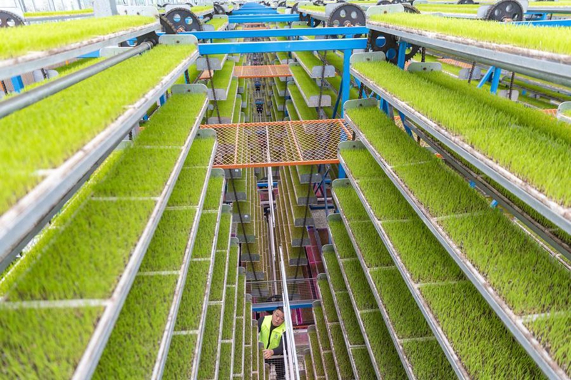 Fundi akikagua ukuaji wa miche kwenye kituo cha miche chenye kutumia AI katika Kijiji cha Shuangxing cha Eneo la Yongchuan, Mji wa Chongqing, kusini magharibi mwa China, Machi 19, 2025. (Xinhua/Huang Wei)