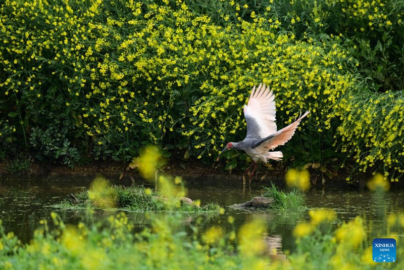Kwarara akitafuta chakula kwenye ziwa katika Kijiji cha Caoba, Wilaya ya Yangxian ya Mkoa wa Shaanxi, Kaskazini Magharibi mwa China, Machi 30, 2026. (Xinhua/Zou Jingyi)