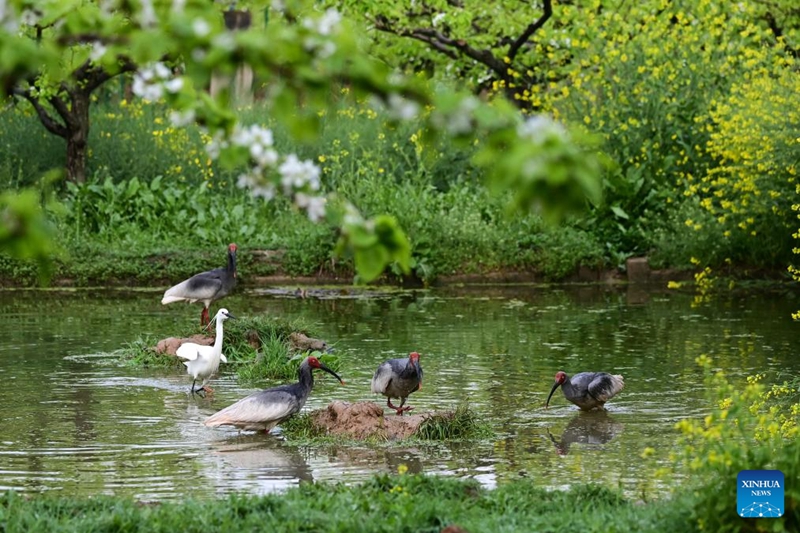 Ndege wa Kwarara waingia msimu wa kuzaliana huko Shaanxi, China