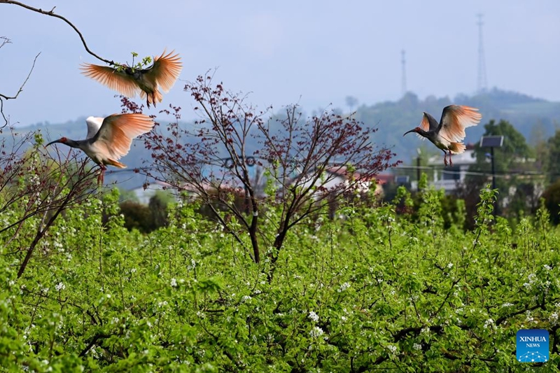 Ndege wa Kwarara waingia msimu wa kuzaliana huko Shaanxi, China