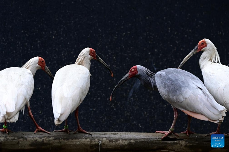 Ndege wa Kwarara waingia msimu wa kuzaliana huko Shaanxi, China