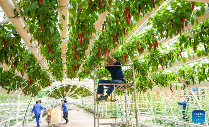 Wafanyakazi wakiandaa mboga kwa Maonesho ya 27 ya kimataifa ya Sayansi na Teknolojia ya Mboga ya China (Shouguang) yanayokaribia huko Shouguang, Mkoa wa Shandong Mashariki mwa China, Aprili 1, 2026. (Xinhua/Xu Suhui)